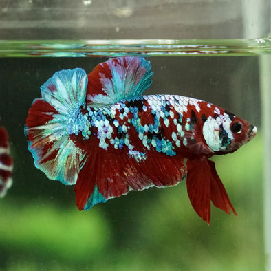 Multicolor/Galaxy Koi Plakat -14 weeks Old