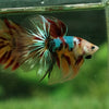 Galaxy Koi Halfmoon - 12 weeks old