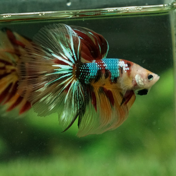 Galaxy Koi Halfmoon - 12 weeks old