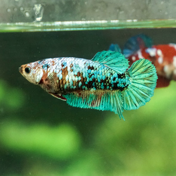 Multicolor/galaxy Koi Plakat- Female