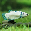 Blue/Green Dalmatian Plakat- Female