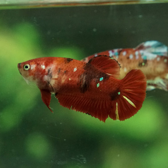 Multicolor/ Galaxy Koi Plakat- Female- 16 Weeks Old