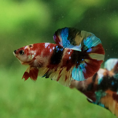 Multicolor/Galaxy Koi Plakat -11 weeks Old