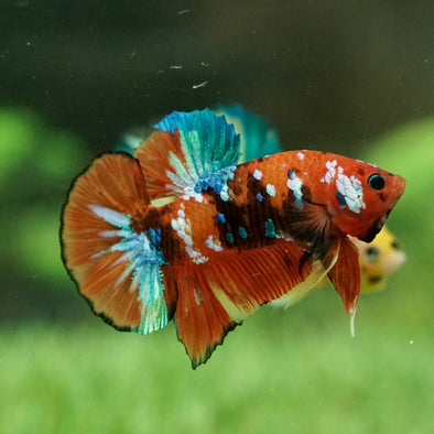 Multicolor/Galaxy Koi Plakat -16 weeks Old