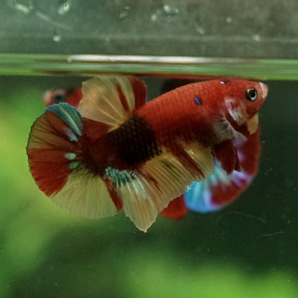 Multicolor/Galaxy Koi Plakat -11 weeks Old