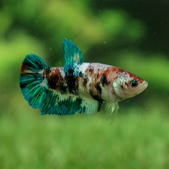 Galaxy Koi Plakat- Female