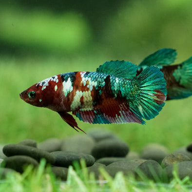 Galaxy Koi Plakat- Female