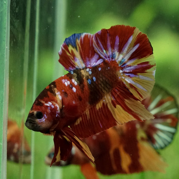 Multicolor/Galaxy Koi Plakat - 13Weeks Old