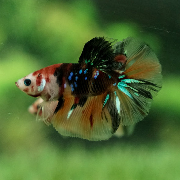 Galaxy Koi Halfmoon - 11 weeks old