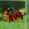 Giant Hybrid Multicolor/Galaxy Koi-15 weeks Old