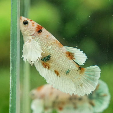 Multicolor/galaxy Dumbo Koi Plakat- Female