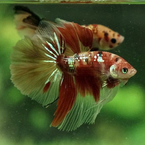 Galaxy Koi Halfmoon - 14 weeks old