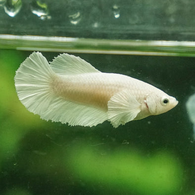 Dumbo Halfmoon - Female