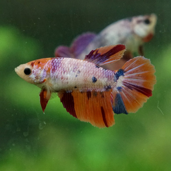 Multicolor Galaxy Halfmoon- Female