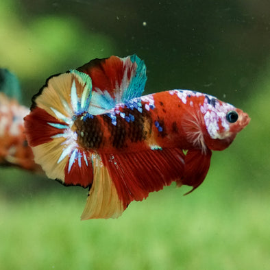 Multicolor/Galaxy Koi Plakat -15 weeks Old