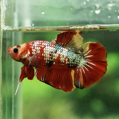 Giant Multicolor/ Galaxy Koi-15 weeks Old