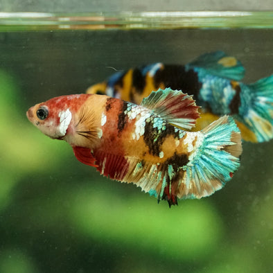 Multicolor/galaxy Koi Plakat- Female