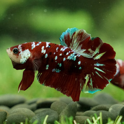 Multicolor/Galaxy Koi Plakat -14 weeks Old