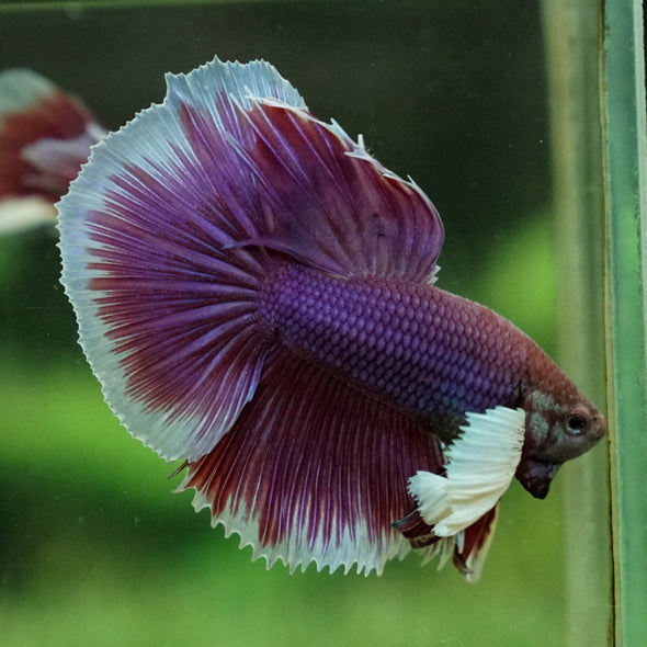 Dumbo Halfmoon - 12 weeks old