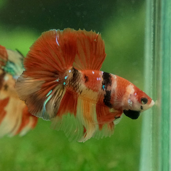 Galaxy Koi Halfmoon - 12 weeks old