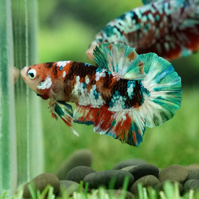 Multicolor/Galaxy Koi Plakat -15 weeks Old