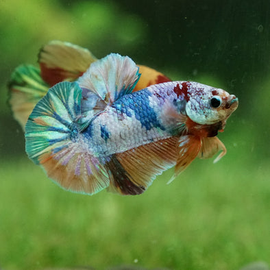 Multicolor/Galaxy Koi Plakat -15 weeks Old