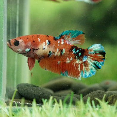 Multicolor/galaxy Koi Plakat- Female