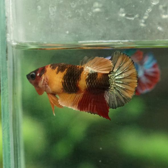 Multicolor/galaxy Koi Plakat- Female