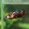 Multicolor/galaxy Koi Plakat- Female