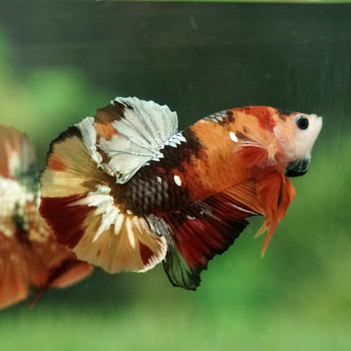 Multicolor/Galaxy Koi Plakat -15 weeks Old