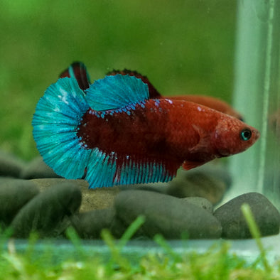 Red Fancy Plakat 13 Week Old- Female
