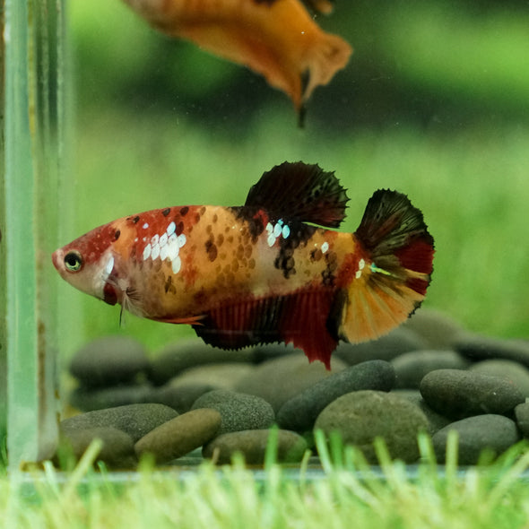 Multicolor/galaxy Koi Plakat- Female