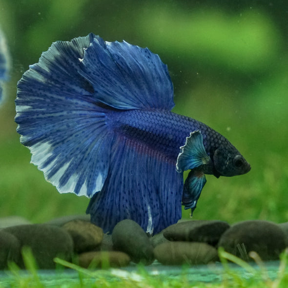 Dumbo Halfmoon - 13 weeks old
