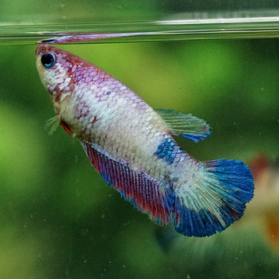 Koi Plakat Female - 12 weeks old