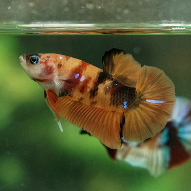 Multicolor/Galaxy Koi Plakat -14 weeks Old