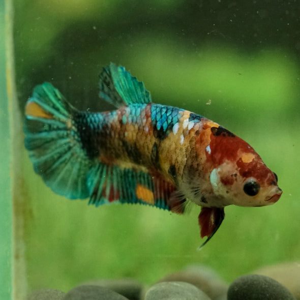 Galaxy Koi Plakat- Female