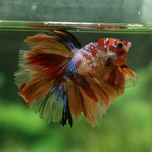 Galaxy Koi Halfmoon - 12 weeks old