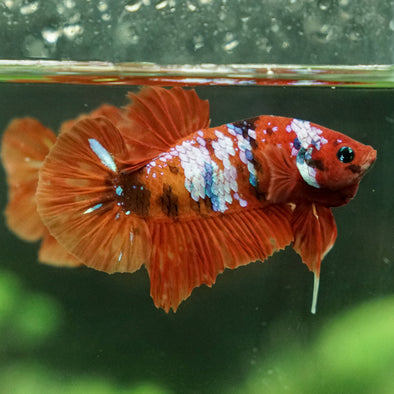 Multicolor/Galaxy Koi Plakat -12 weeks Old