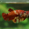 Multicolor/ Galaxy Koi Plakat- Female