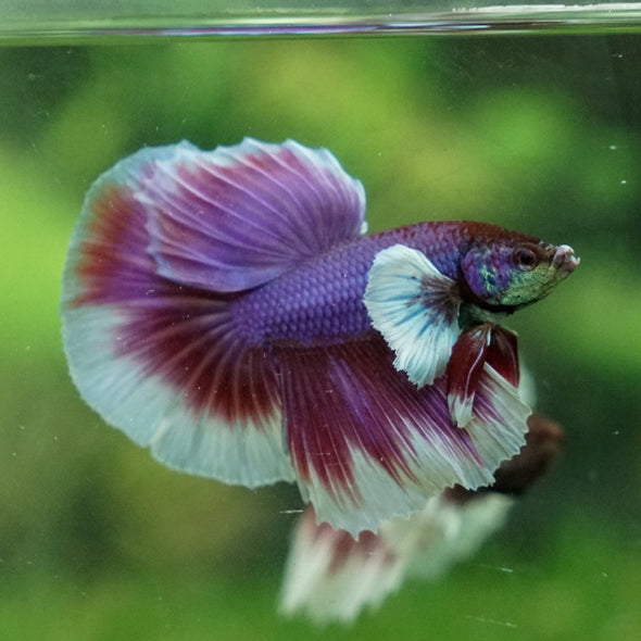 Dumbo Halfmoon - 12 weeks old