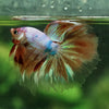 Galaxy Koi Halfmoon - 12 weeks old