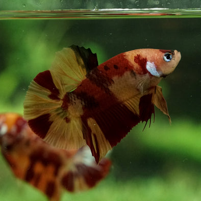 Multicolor/Galaxy Koi Plakat - 13Weeks Old