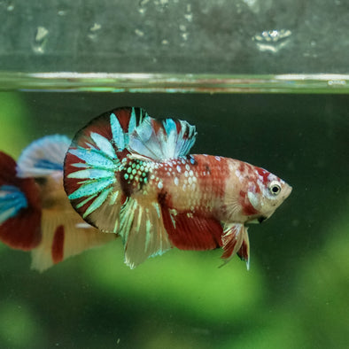 Multicolor/Galaxy Koi Plakat -11 weeks Old