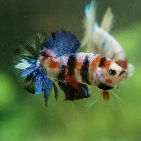 Multicolor/Galaxy Koi Plakat -11 weeks Old