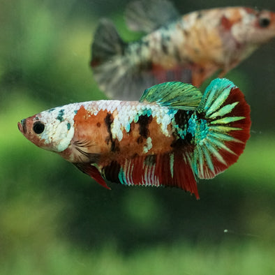 Multicolor/galaxy Koi Plakat- Female