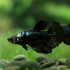 Black Halfmoon- Female