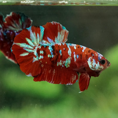 Multicolor/Galaxy Koi Plakat -15 weeks Old