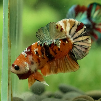 Gold/Copper Galaxy Koi Plakat -14 weeks Old