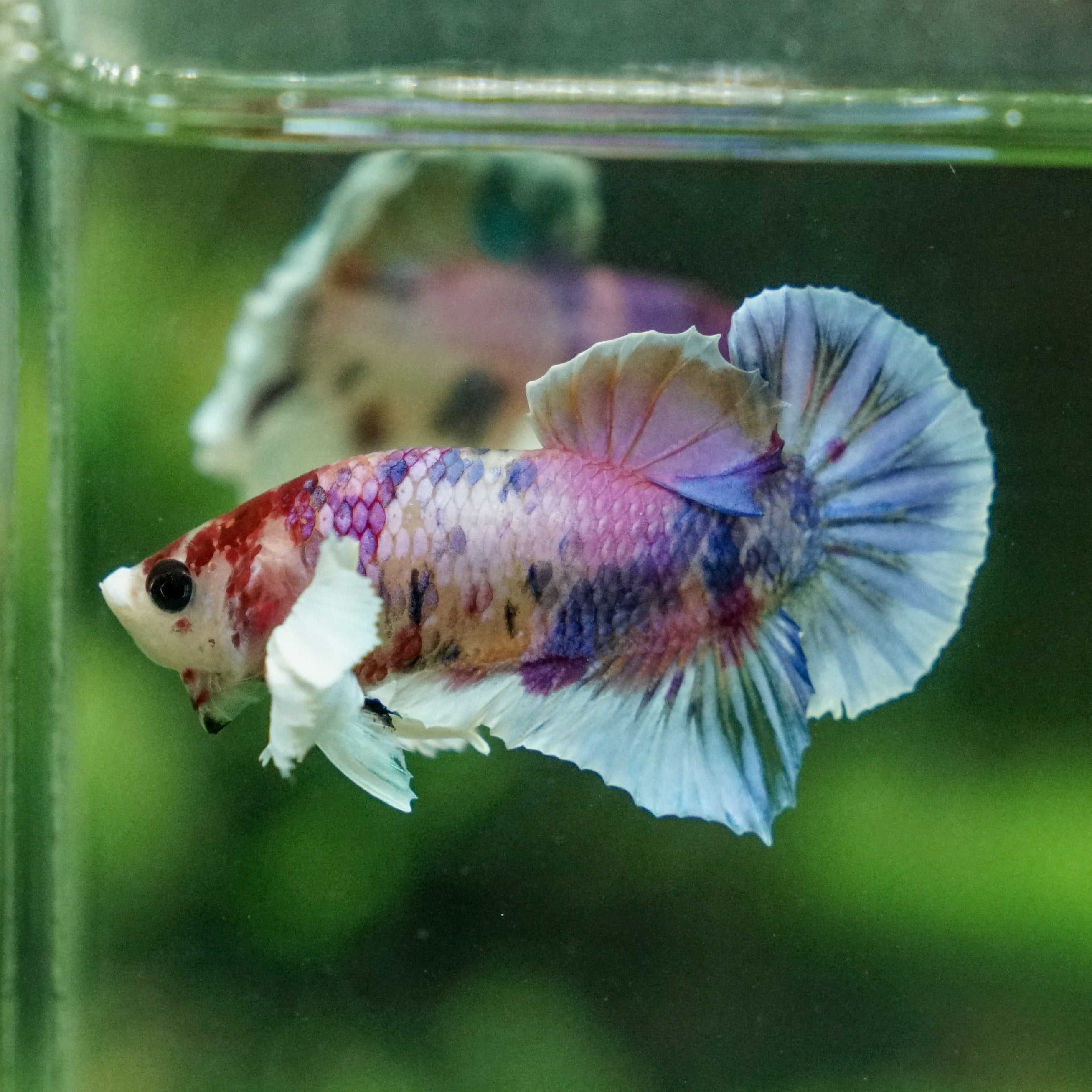 Candy koi clearance betta price