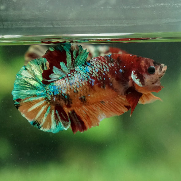 Multicolor/Galaxy Koi Plakat -15 weeks Old